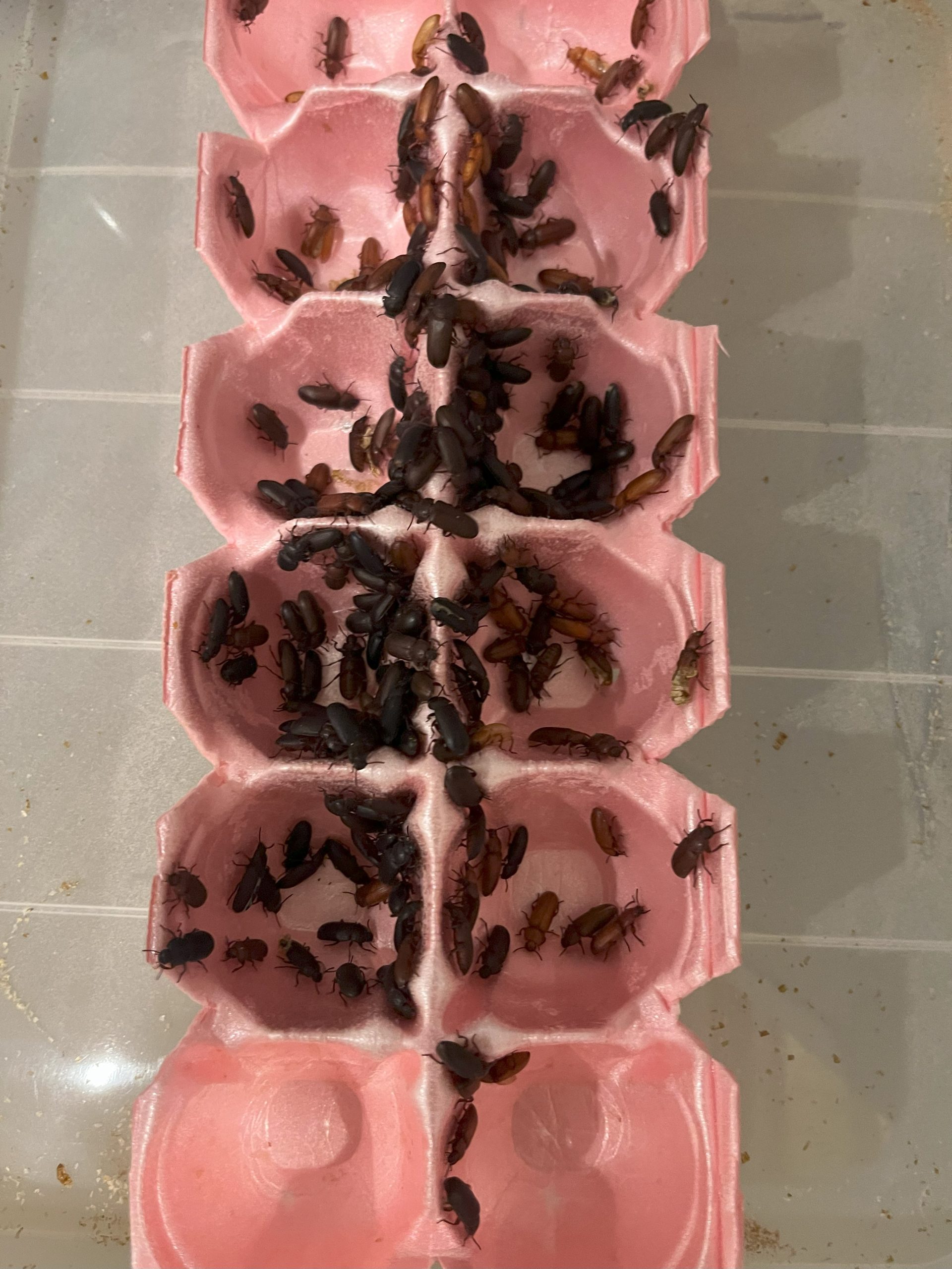 Live Darkling Beetles - Image 4