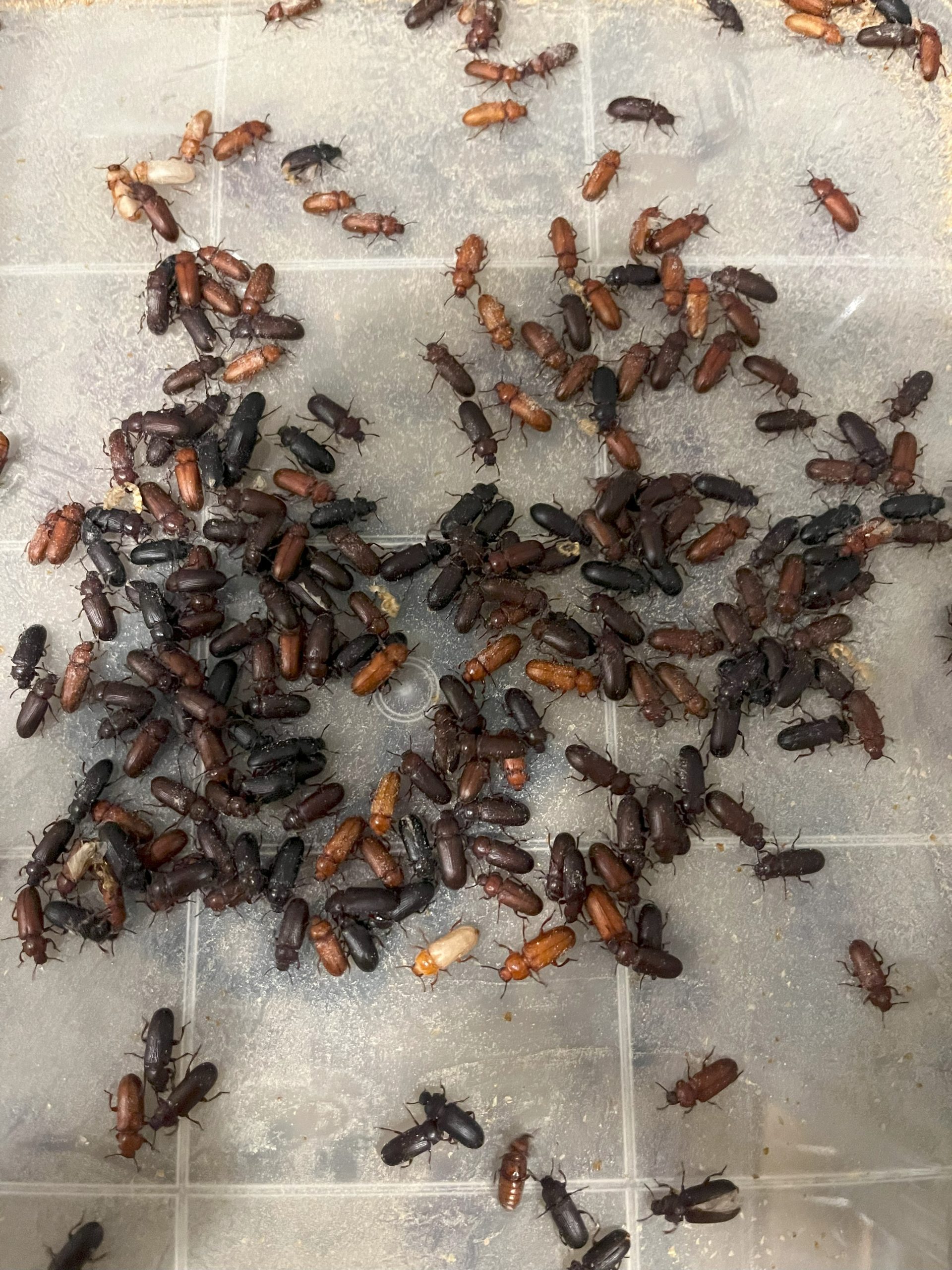 Live Darkling Beetles - Image 3
