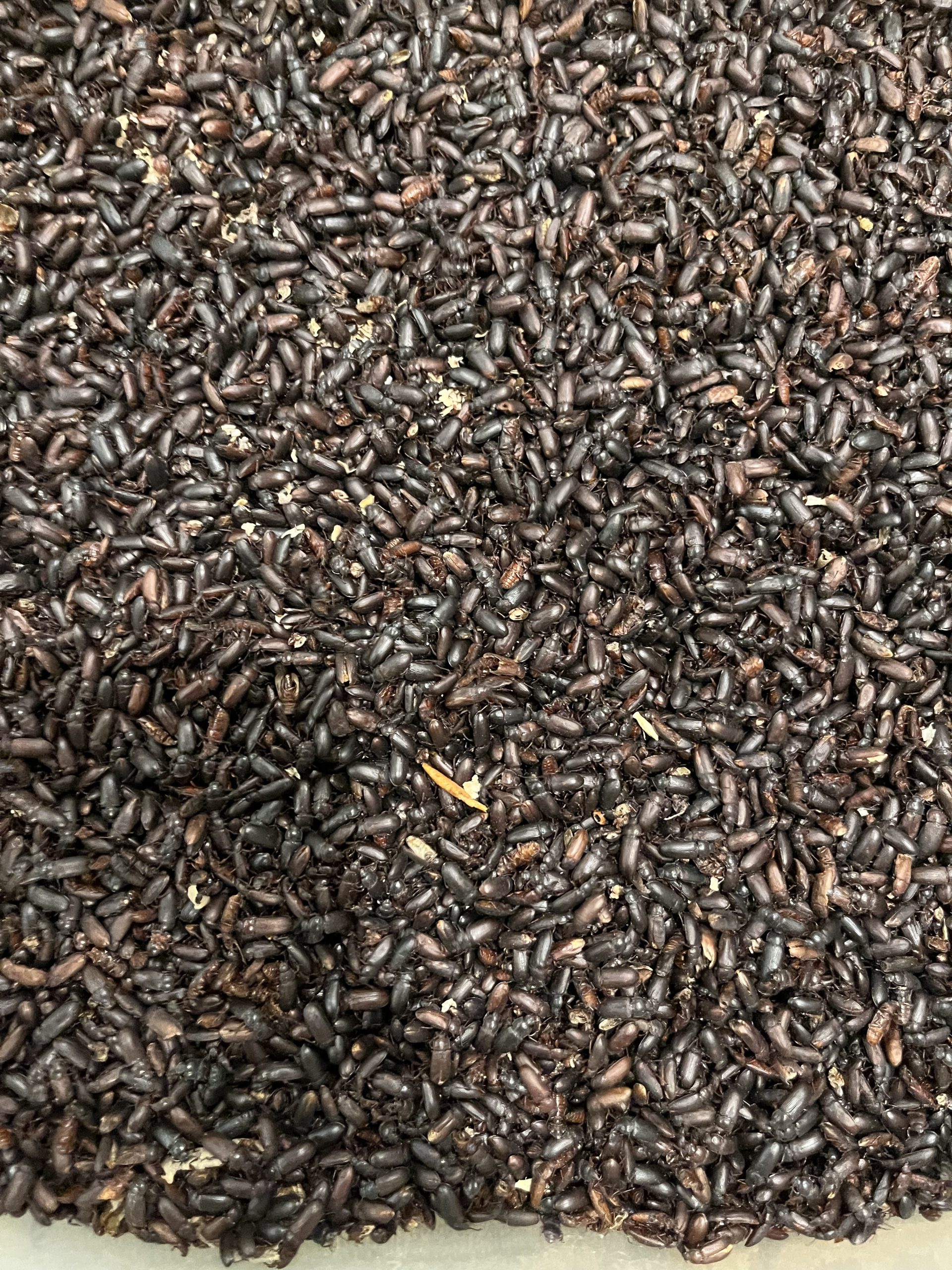 Live Darkling Beetles - Image 2