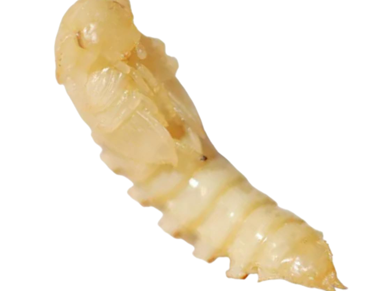 Live Mealworm Pupae